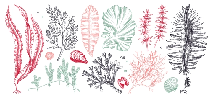 Edible seaweed collection in color. Hand-drawn sea vegetables - kelp, kombu, wakame, hijiki drawings. Underwater algae sketches for Japanese cuisine menu or healthy food ingredients design